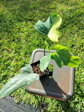 Load image into Gallery viewer, Philodendron Bipennifolium, Exact Plant Variegated Ships Nationwide
