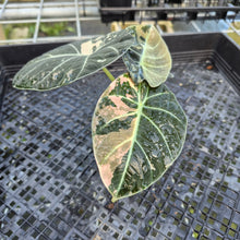 Load image into Gallery viewer, Alocasia Black Velvet Pink variegated exact plant, Fedex 2day*
