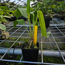 Load image into Gallery viewer, Anthurium Spectabile, Exact Plant
