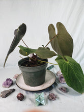 Load image into Gallery viewer, Papillilaminum x Ace of Spades, Exact Plant, Anthurium
