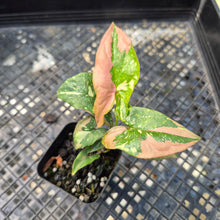 Load image into Gallery viewer, Syngonium Red Spot Tricolor, Exact Plant Variegated Ships Nationwide
