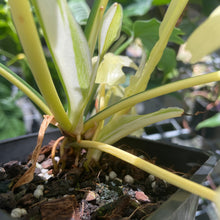 Load image into Gallery viewer, Philodendron Golden Dragon, Exact Plant Variegated
