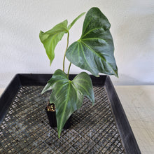Load image into Gallery viewer, Anthurium Macrolobium exact plant, Fedex 2day*
