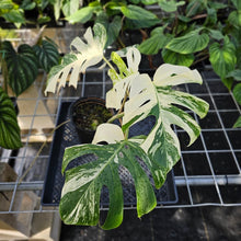 Load image into Gallery viewer, Monstera Borsigiana Albo Deliciosa, Exact Plant Variegated Ships Nationwide
