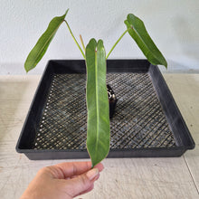 Load image into Gallery viewer, Philodendron Spiritus Sancti exact plant, Fedex 2day*
