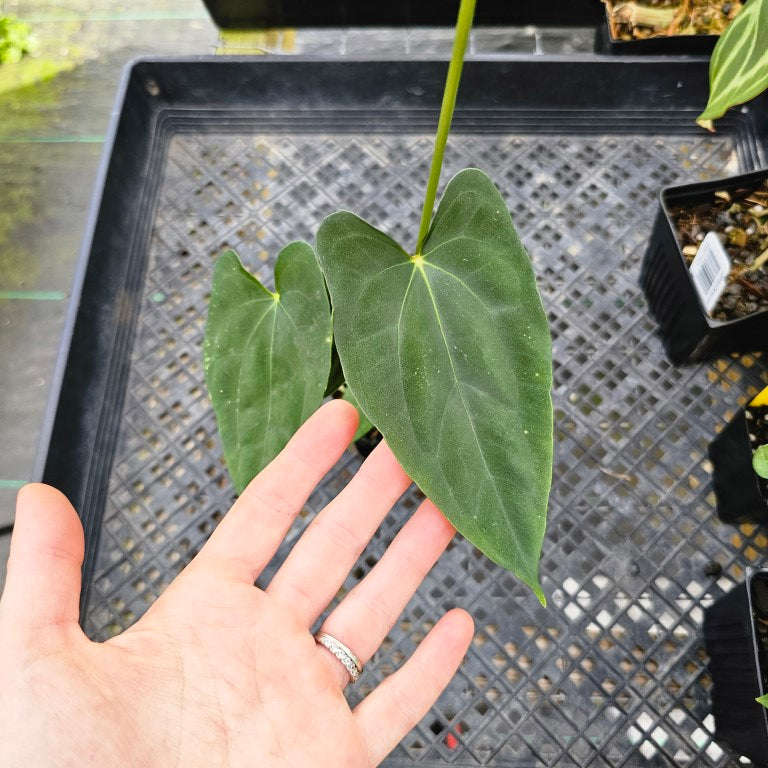 Anthurium Papillilaminum Fort Sherman X ( FS X Ralph Lynam), Exact Plant Ships Nationwide