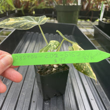 Load image into Gallery viewer, Alocasia Black Velvet Aurea Variegated exact plant, Fedex 2day*
