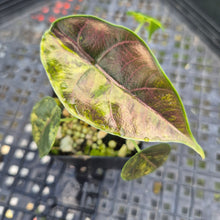 Load image into Gallery viewer, Alocasia Azlanii Aurea variegated , Exact Plant Ships Nationwide
