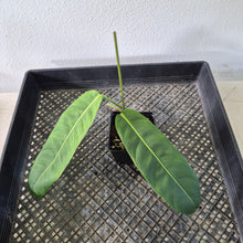 Load image into Gallery viewer, Philodendron Patriciae exact plant, Fedex 2day*
