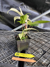 Load image into Gallery viewer, Philodendron Florida Ghost, Exact Plant Ships Nationwide
