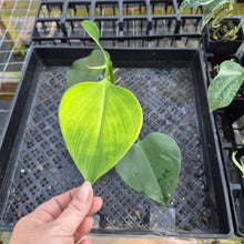 Load image into Gallery viewer, Philodendron Microstictum, Exact Plant Ships Nationwide
