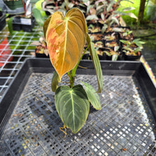 Load image into Gallery viewer, Philodendron Melanochrysum Variegated exact plant, Fedex 2day*
