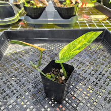 Load image into Gallery viewer, Monstera Peru "Karstenianum", Exact Plant Variegated Ships Nationwide
