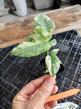 Load image into Gallery viewer, Monstera deliciosa green snow, Exact Plant Ships Nationwide
