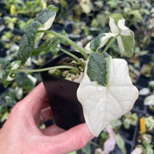 Load image into Gallery viewer, Alocasia Melo Albo variegated 2.5" pot, Fedex 2day*
