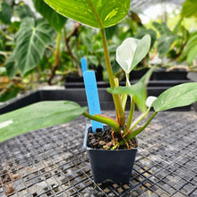 Load image into Gallery viewer, Philodendron White Princess, Exact Plant Variegated Ships Nationwide
