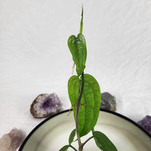 Load image into Gallery viewer, Anthurium Sp. Limon, Exact Plant Ships Nationwide
