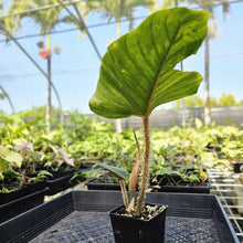 Load image into Gallery viewer, Philodendron Serpens, Exact Plant Ships Nationwide
