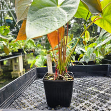 Load image into Gallery viewer, Anthurium Red Beauty, Exact Plant Multi top plant
