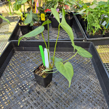 Load image into Gallery viewer, Anthurium Macrolobium, Exact Plant Ships Nationwide

