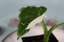 Load image into Gallery viewer, Variegated Alocasia Odora Okinawa Silver Exact Plant
