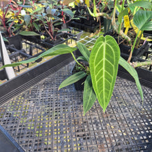 Load image into Gallery viewer, Anthurium Warocqueanum, Queen, Exact Plant Ships Nationwide
