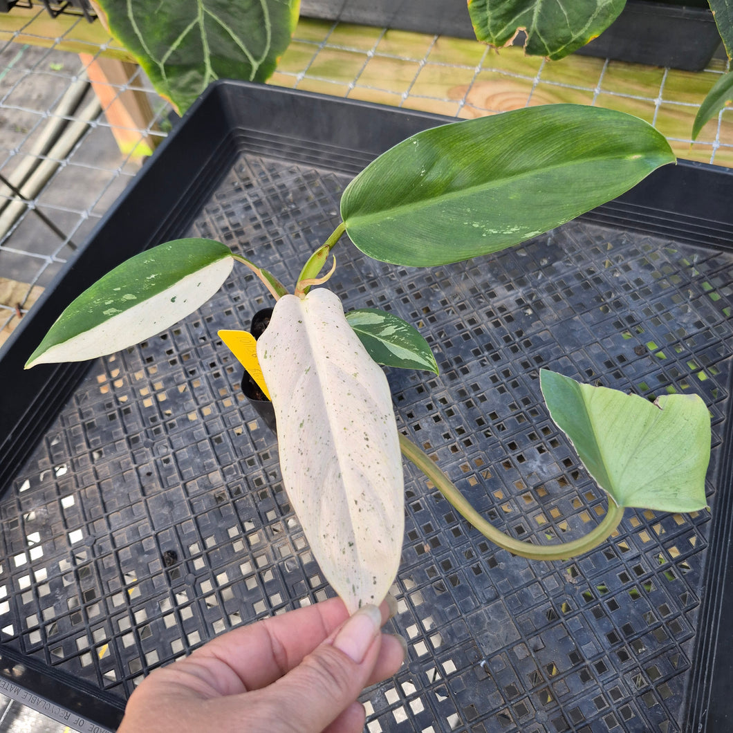 Philodendron Whipple Way, Exact Plant Variegated Ships Nationwide