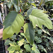 Load image into Gallery viewer, Philodendron Mayoi Aurea Variegated exact plant, Fedex 2day*
