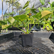 Load image into Gallery viewer, Syngonium Mango Allusion, Orm Thong, Exact Plant Variegated Ships Nationwide

