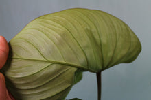 Load image into Gallery viewer, Philodendron Gloriosum Exact Plant Ships nationwide
