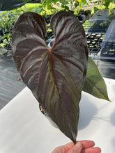Load image into Gallery viewer, Anthurium Moodeanum, Exact Plant
