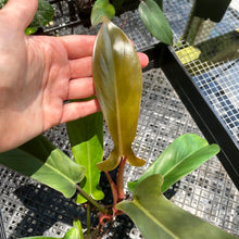 Load image into Gallery viewer, Philodendron Florida Bronze, Exact Plant Ships Nationwide
