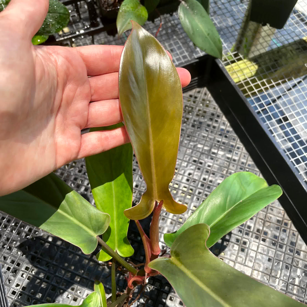 Philodendron Florida Bronze, Exact Plant Ships Nationwide