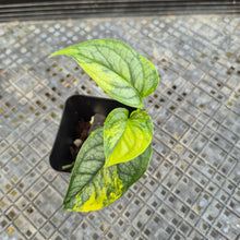 Load image into Gallery viewer, Monstera Siltepecana, Exact Plant Variegated Ships Nationwide
