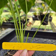 Load image into Gallery viewer, Anthurium Veronica, Green Speckled, Exact Plant
