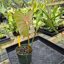 Load image into Gallery viewer, Philodendron Gloriosum, Pink Veined Back, Exact Plant
