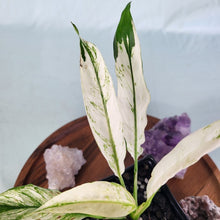 Load image into Gallery viewer, Spathiphylum jessica, Exact Plant Variegated
