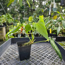 Load image into Gallery viewer, Anthurium Lappoanum, Exact Plant

