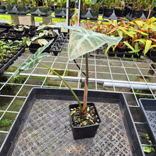 Load image into Gallery viewer, Alocasia Longiloba Lowii, Exact Plant Ships Nationwide

