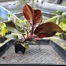 Load image into Gallery viewer, Philodendron Red Heart, Exact Plant Ships Nationwide
