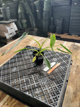Load image into Gallery viewer, Philodendron Spiritus Sancti, Exact Plant Ships Nationwide

