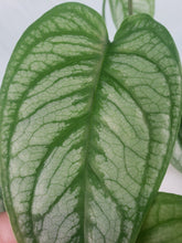 Load image into Gallery viewer, Monstera Siltepecana El Salvador 4" pot, Fedex 2day*
