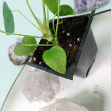 Load image into Gallery viewer, Anthurium Angamarcanum 2.5&quot; Pot, Fedex 2 day*
