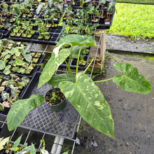Load image into Gallery viewer, Philodendron Jose Buono Variegated exact plant, Fedex 2day*
