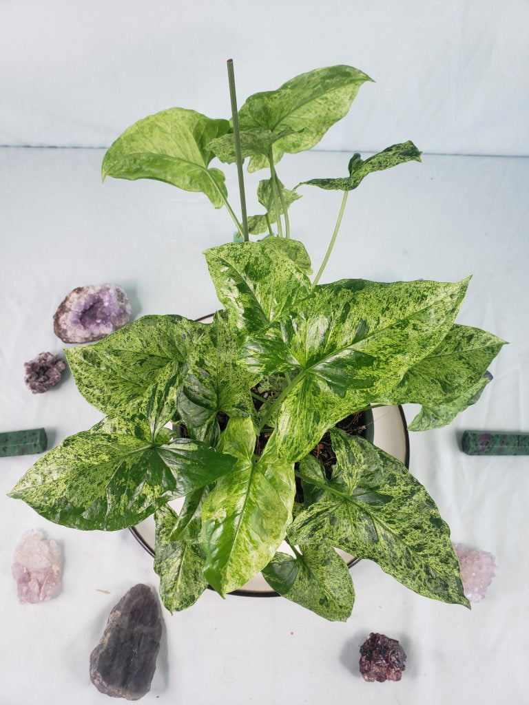 Mojito, exact plant, multi pot of 5, variegated Syngonium Podophyllum, ships nationwide