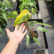 Load image into Gallery viewer, Philodendron Strawberry Shake, Exact Plant Variegated Ships Nationwide
