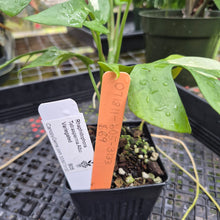 Load image into Gallery viewer, Rhaphidophora Tetrasperma Albo, Exact Plant Variegated Ships Nationwide
