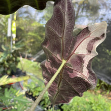 Load image into Gallery viewer, Alocasia Amazonica Large Form Pink Variegated Fedex 2day*
