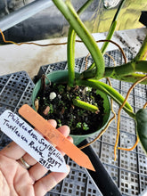 Load image into Gallery viewer, Philodendron Sagittifolium, Tuxtlanum Rubra, Exact Plant Ships Nationwide
