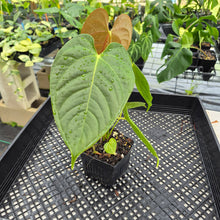 Load image into Gallery viewer, Anthurium Moodeanum x Veitchii, exact plant, Fedex 2day*
